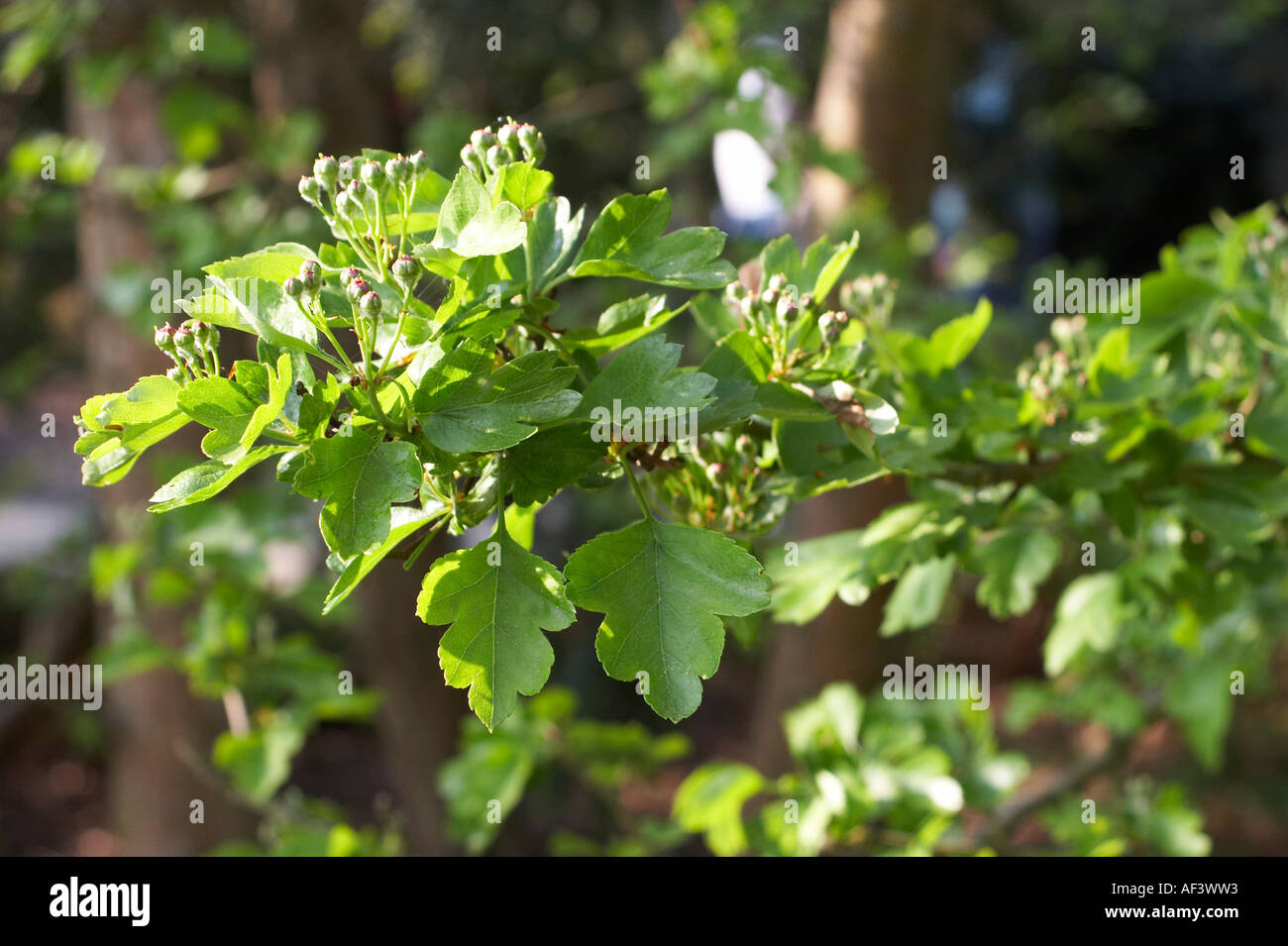 Rosaceae. Crataegus oxyacantha. Hawthorn Stock Photo