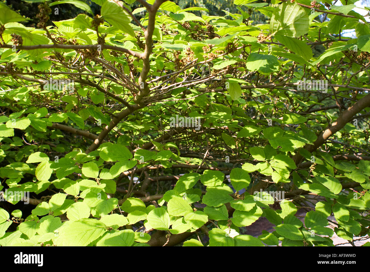 Hamamelidaceae. Hamamelis virginiana. Witch-hazel Stock Photo