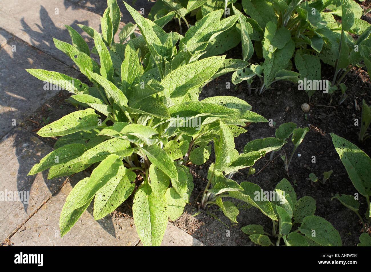 Boraginaceae. Symphytum officinale. Comfrey Stock Photo