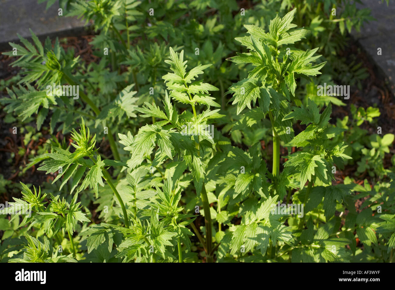 Valerianaceae. Valeriana officinalis. Valerian Plant Stock Photo