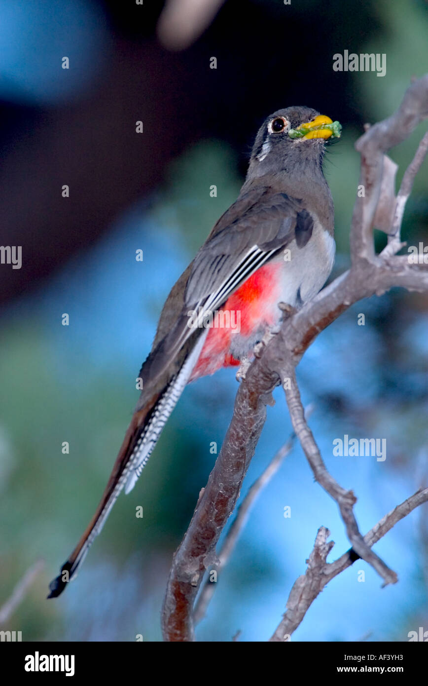 Elegant trogon hi-res stock photography and images - Alamy