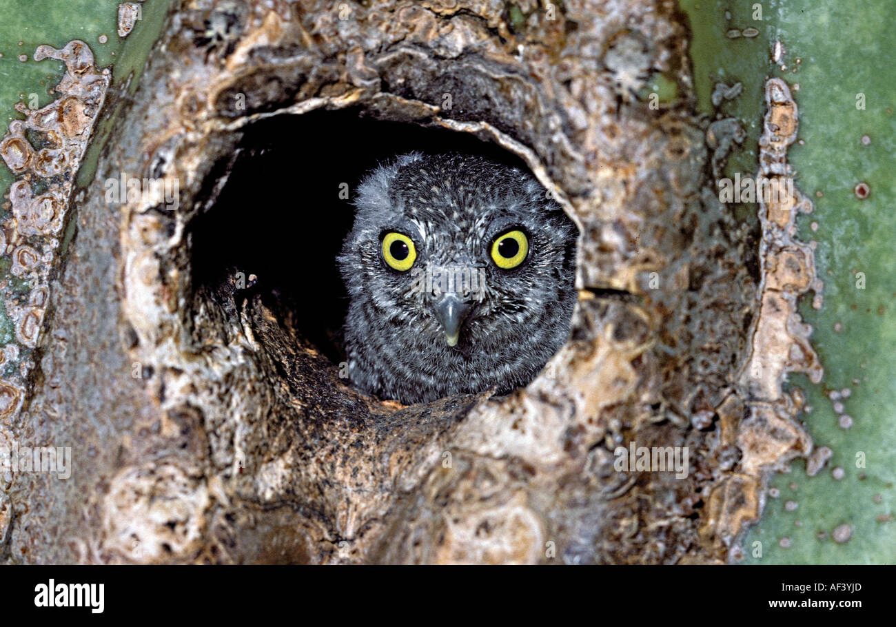 Elf Owl Stock Photo - Alamy