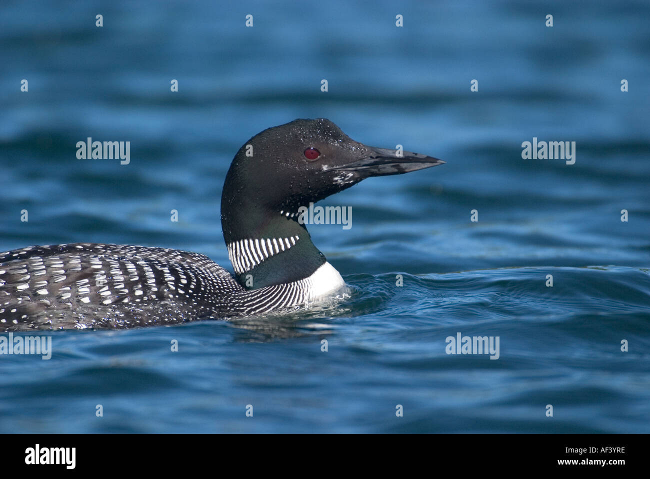 CRACKNELL, Deborah: À la mer - Les bienfaits d'être dans l'eau, sur l'eau ou près de l'eau main image 1