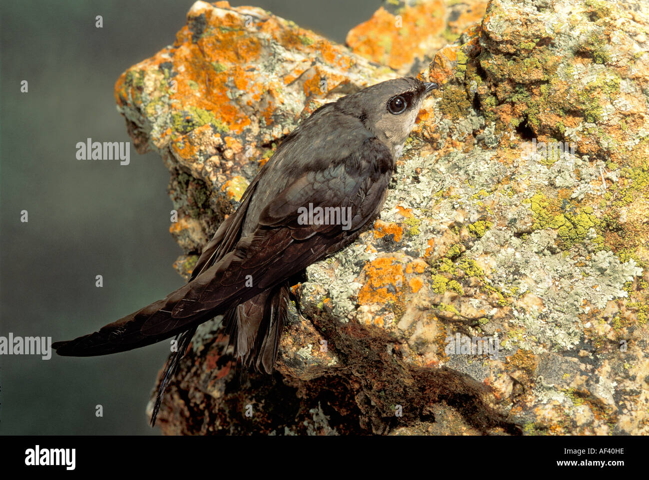 Chimney Swift Stock Photo