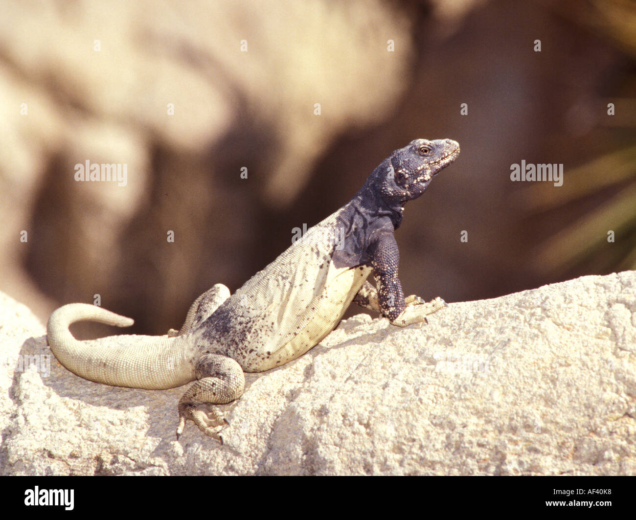 Common Chuckwalla Stock Photo