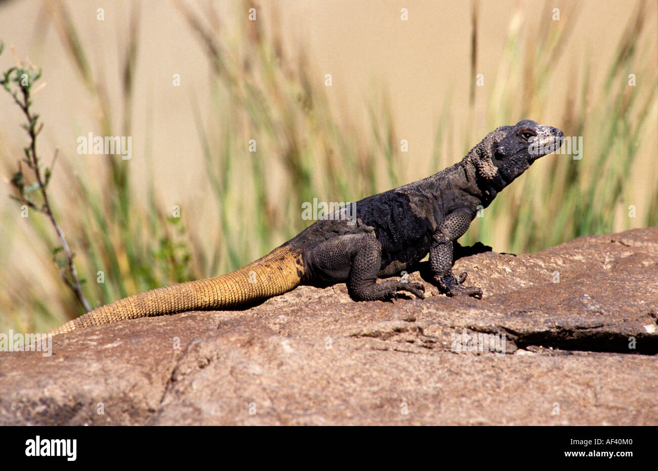 Common Chuckwalla Stock Photo