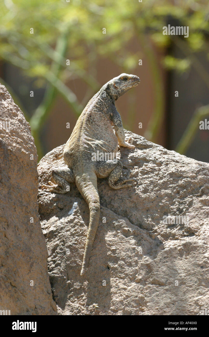 Common Chuckwalla Stock Photo