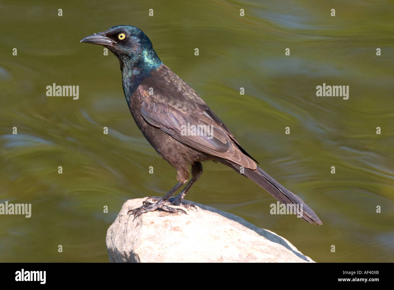 Common Grackle Stock Photo