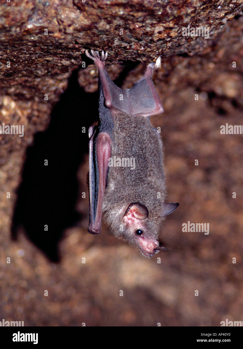 Common Longtongued Bat Stock Photo Alamy