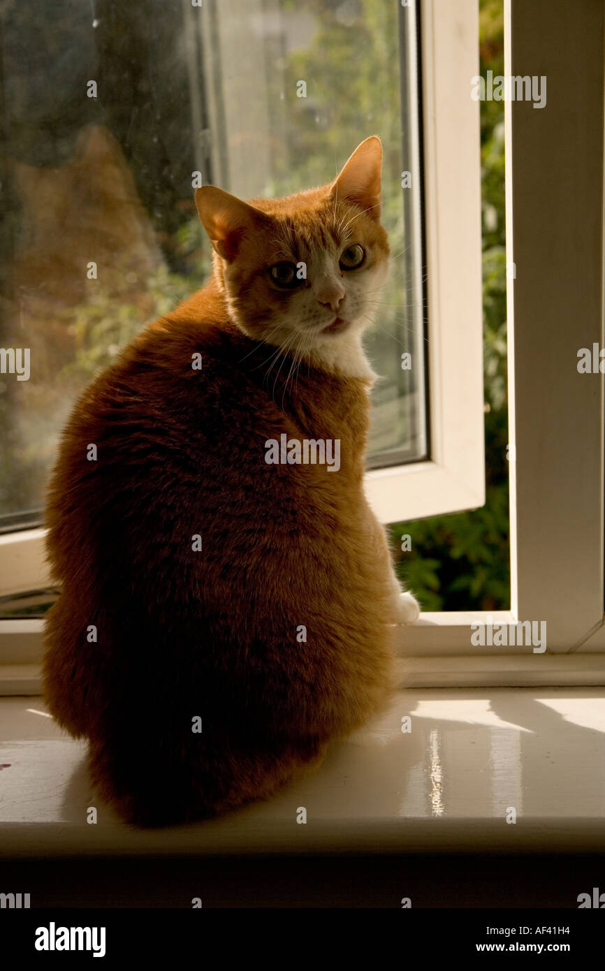 Cat on window sill Stock Photo Alamy