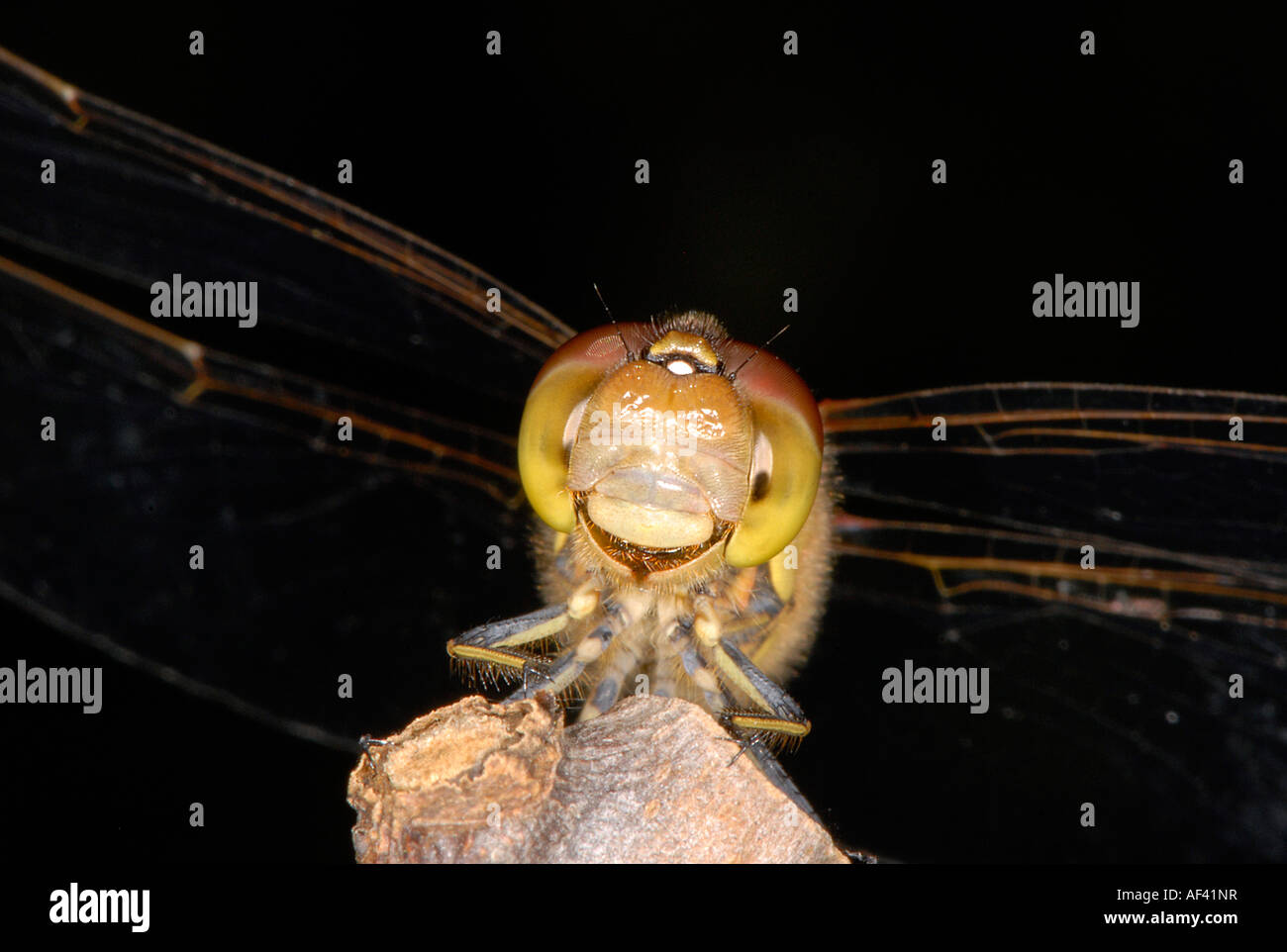 Close up of a Brown Hawker Dragonfly smiling Stock Photo