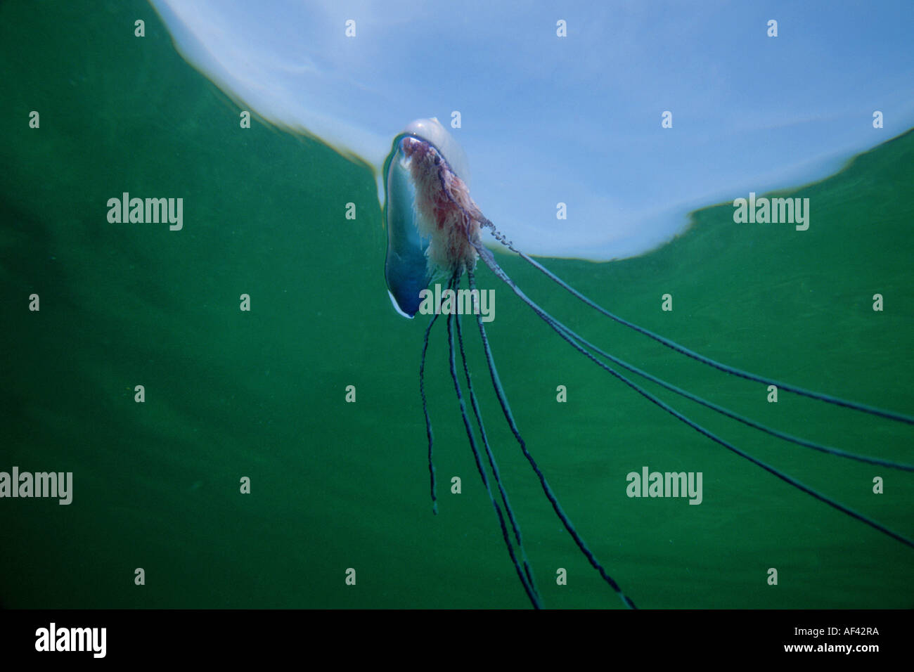 Gelatinous surface hires stock photography and images Alamy