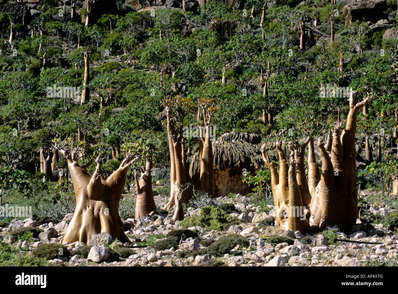 Bottle trees Island of Socotra Yemen Stock Photo Alamy