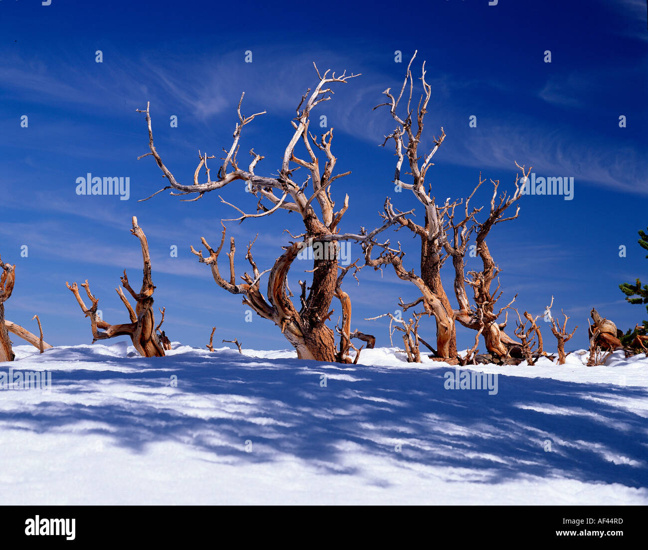 Dead Bristlecone Pines, White Mountains, California, USA / (Pinus longaeva) Stock Photo