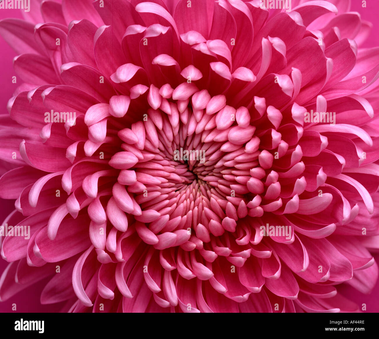 Chrysantheme High Resolution Stock Photography And Images Alamy