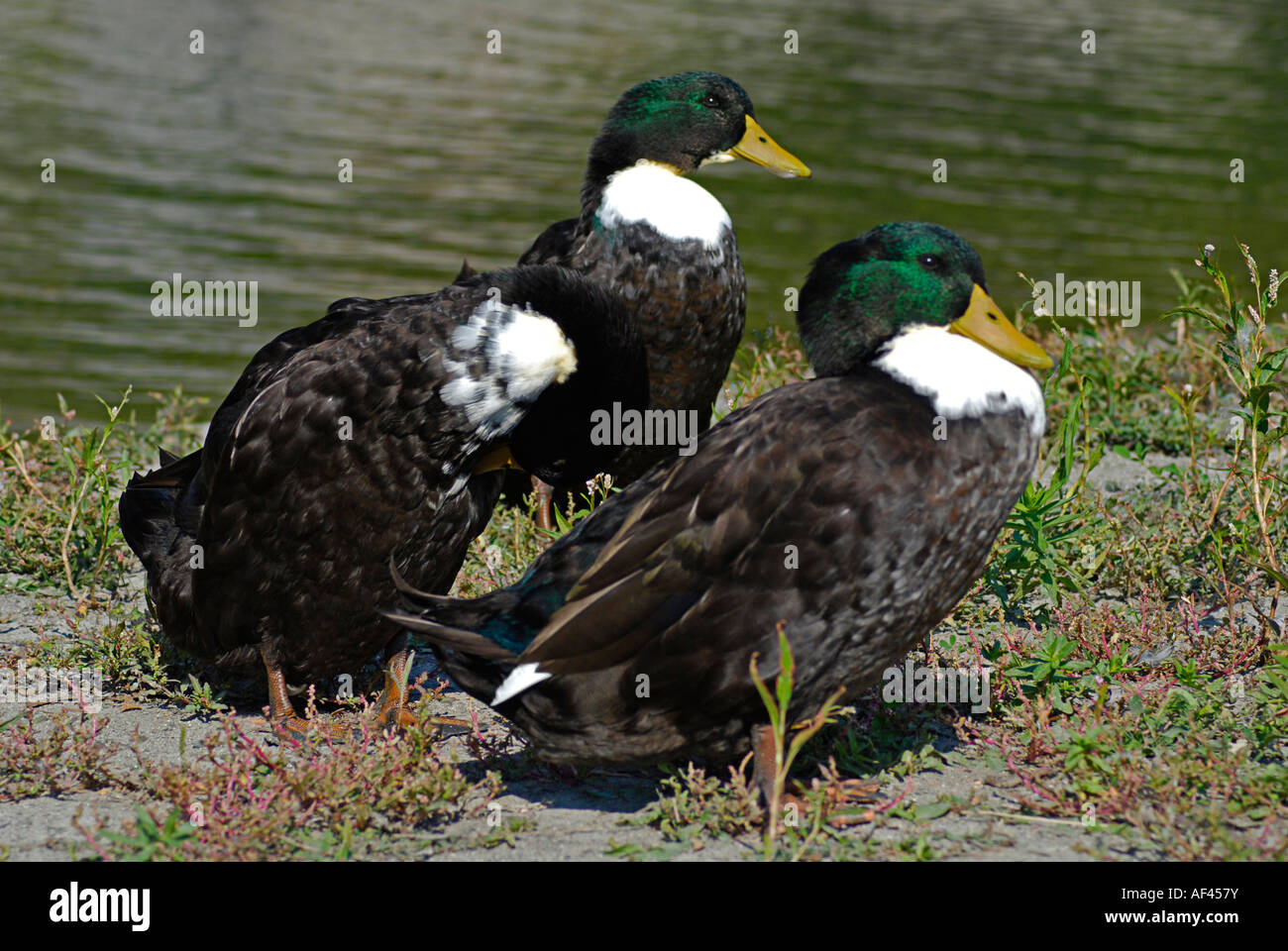 Three Ducks Stock Photo