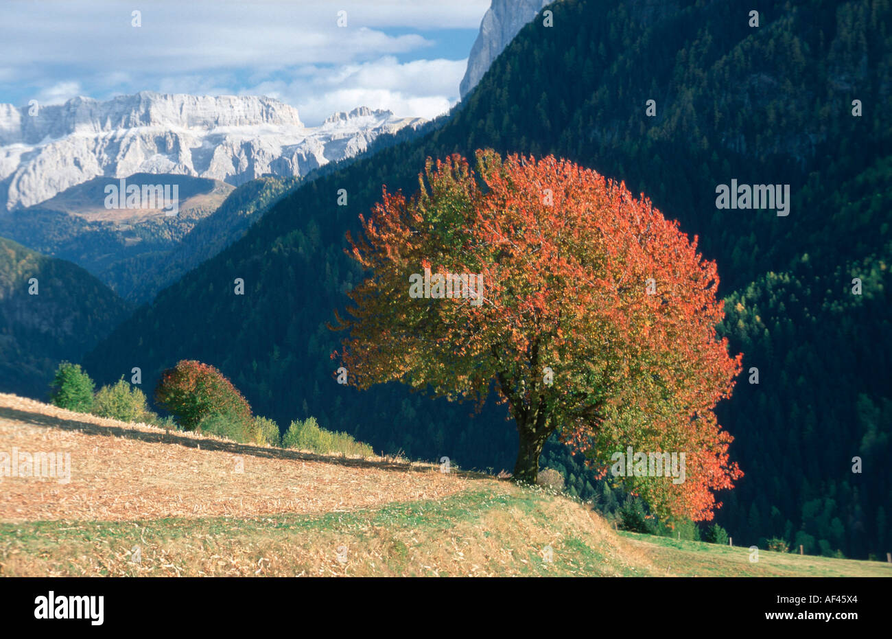 Wild Cherry Tree in autumn, South Tyrol, Italy / (Prunus avium) Stock Photo