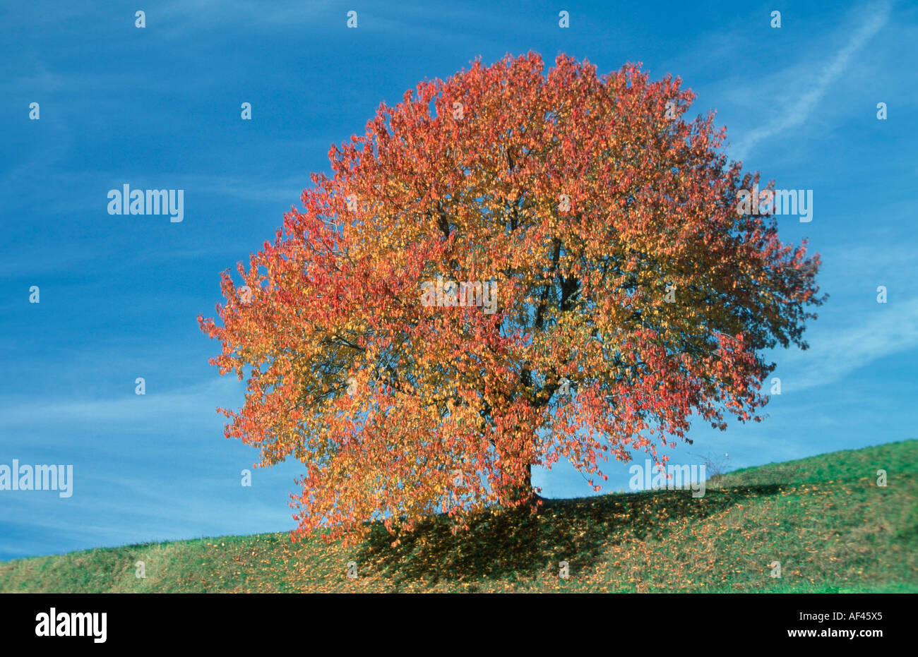 Wild Cherry Tree in autumn, South Tyrol, Italy / (Prunus avium) Stock Photo