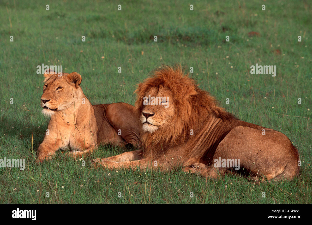 African Lions, pair, Massai Mara Game Reserve, Kenya / (Panthera leo ...