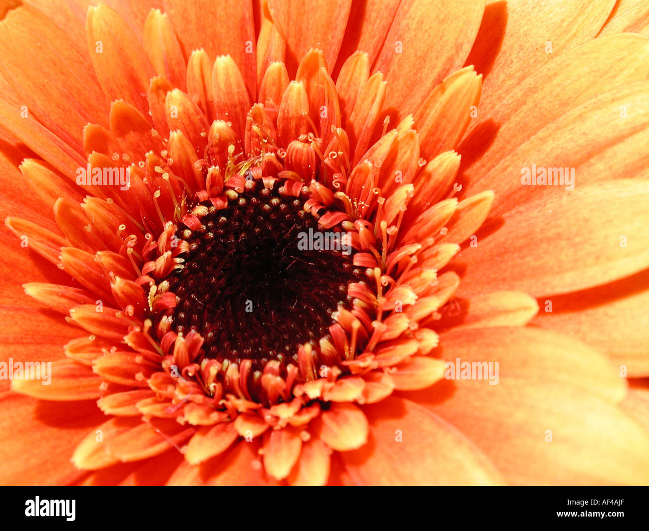 Chrysanthemum indicum hybride hi-res stock photography and images - Alamy
