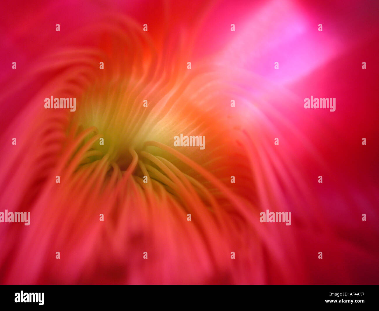 Orchid Cactus, blossom detail / (Epiphyllum hybride Stock Photo Alamy