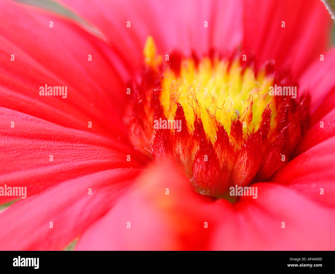 Chrysantheme / (Chrysanthemum hybride) Stock Photo
