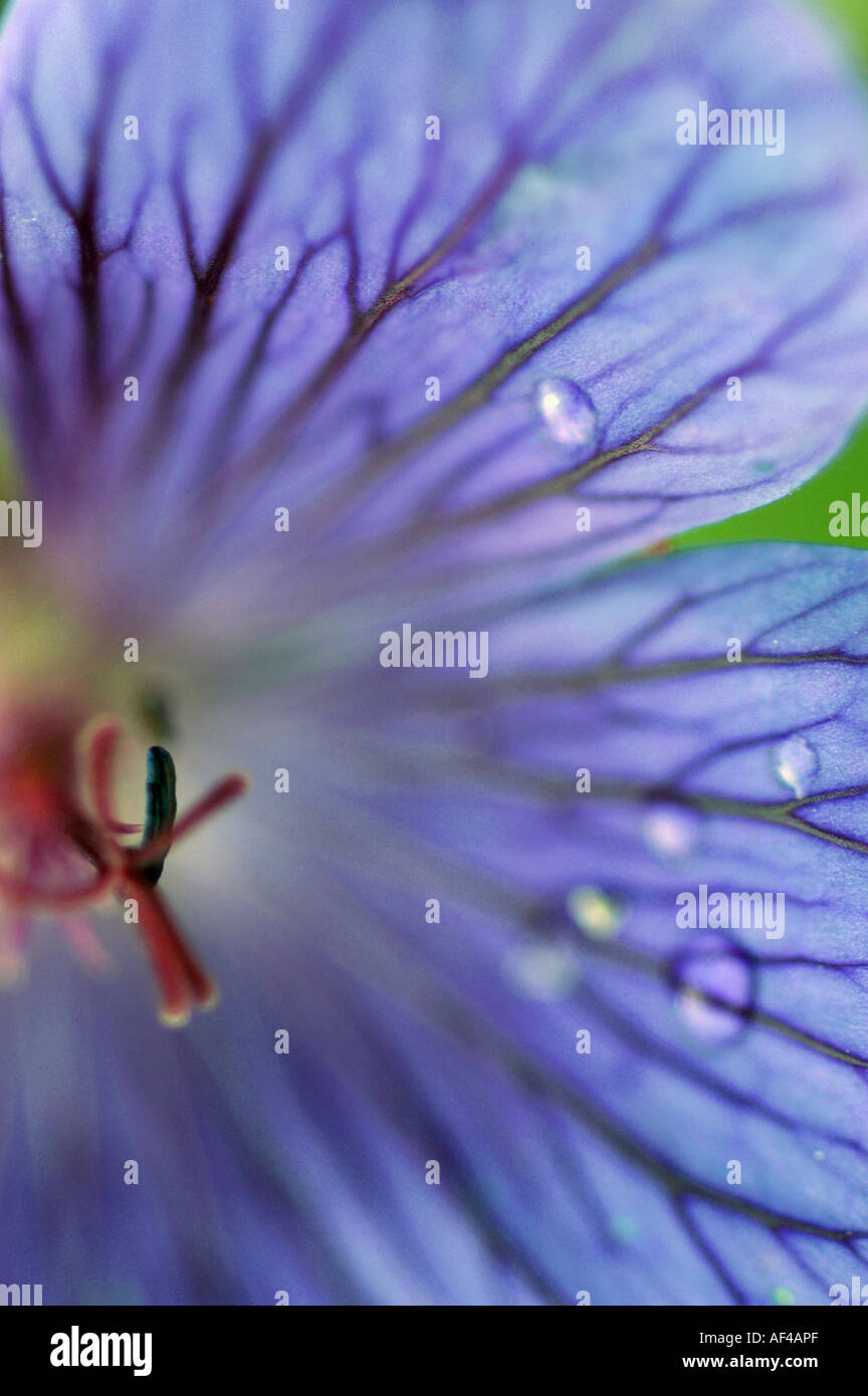 Cranesbill, blossom detail / (Geranium spec.) Stock Photo