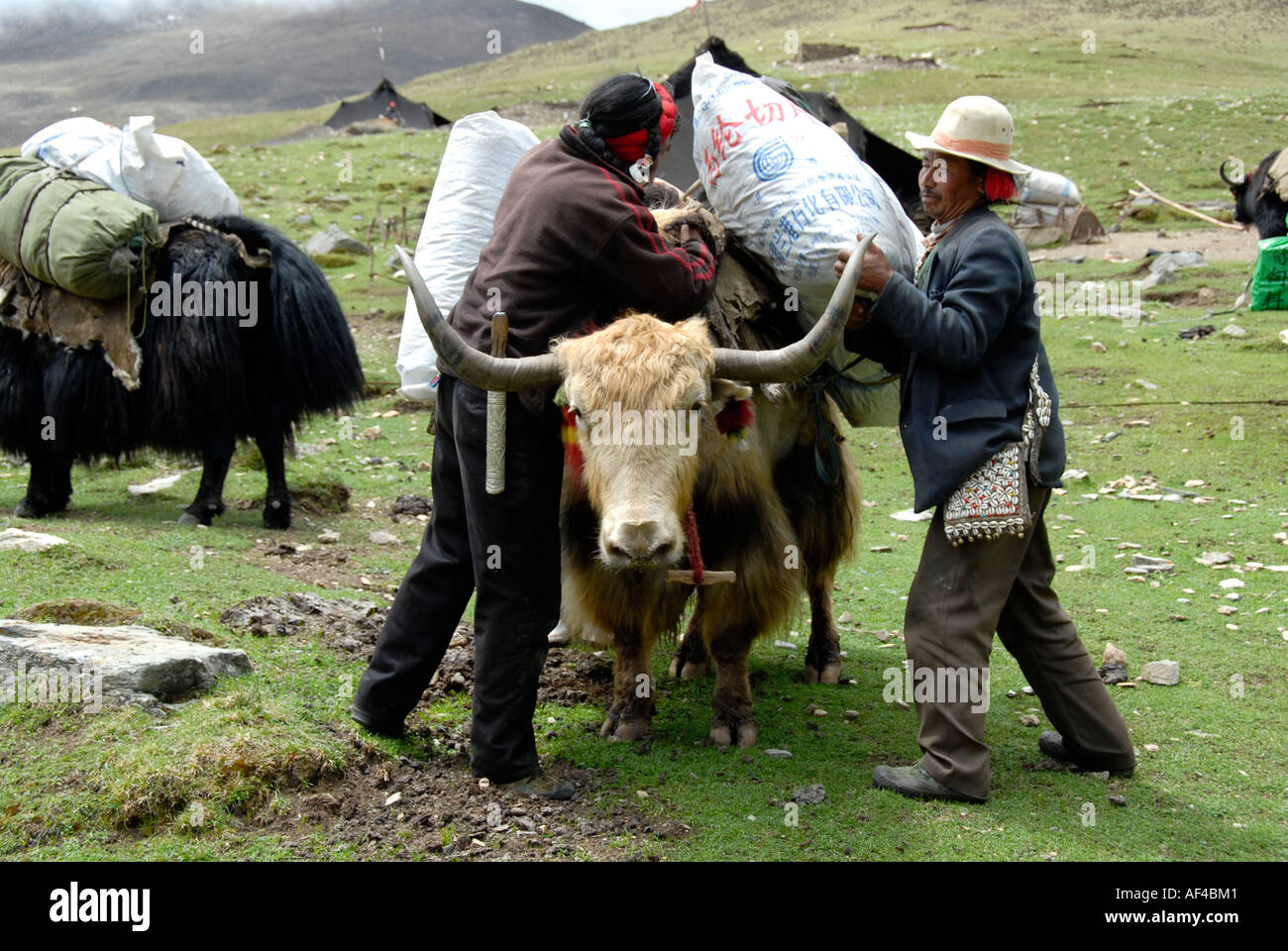 Yak men load yak on meadow of nomadic tent camp Yama Do Tibet China Stock Photo Alamy