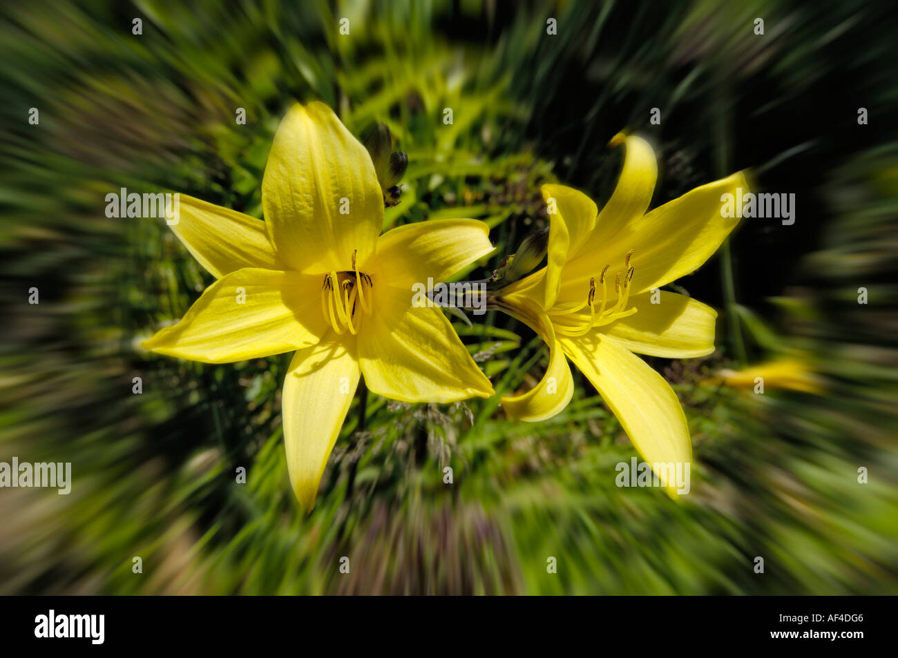 Yellow daylilies, (Hemerocallis spec.) Westpark Munich Bavaria Stock Photo