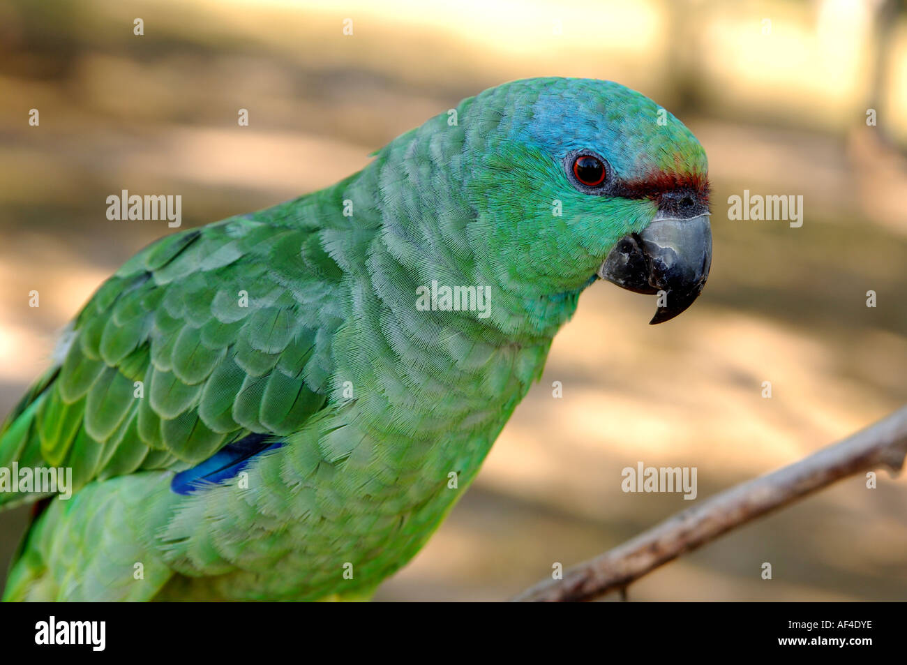 BlueFronted Amazon Amazona aestiva Stock Photo Alamy