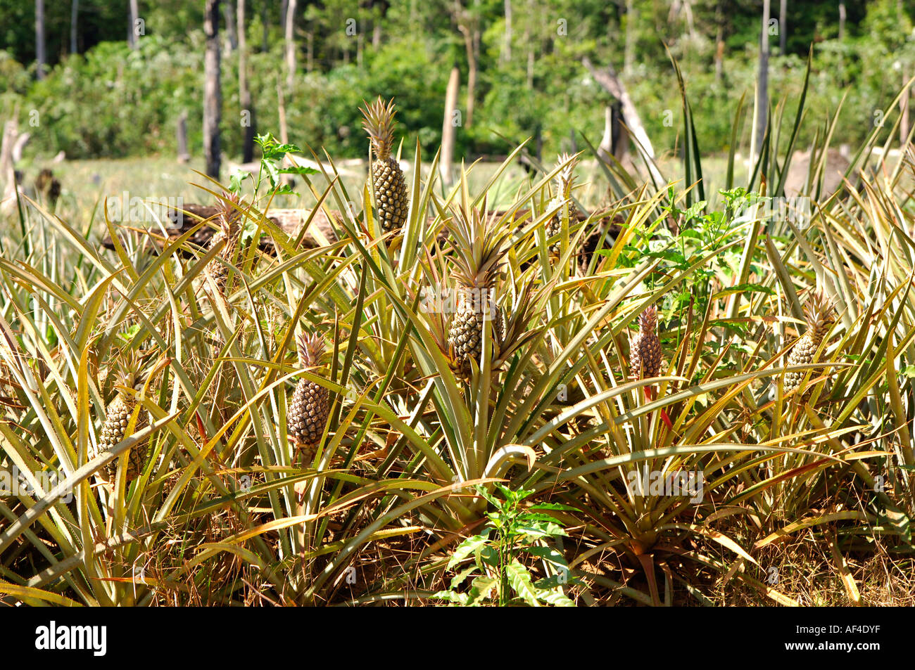 Shifting cultivation latin america hires stock photography and images