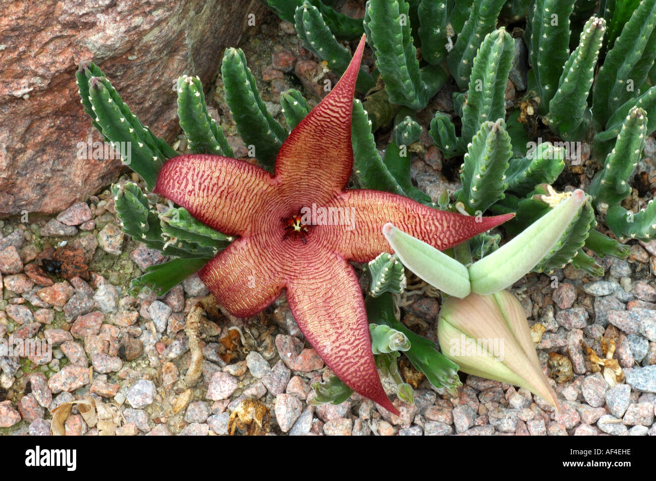 Stapelia grandiflora South Africa Stock Photo