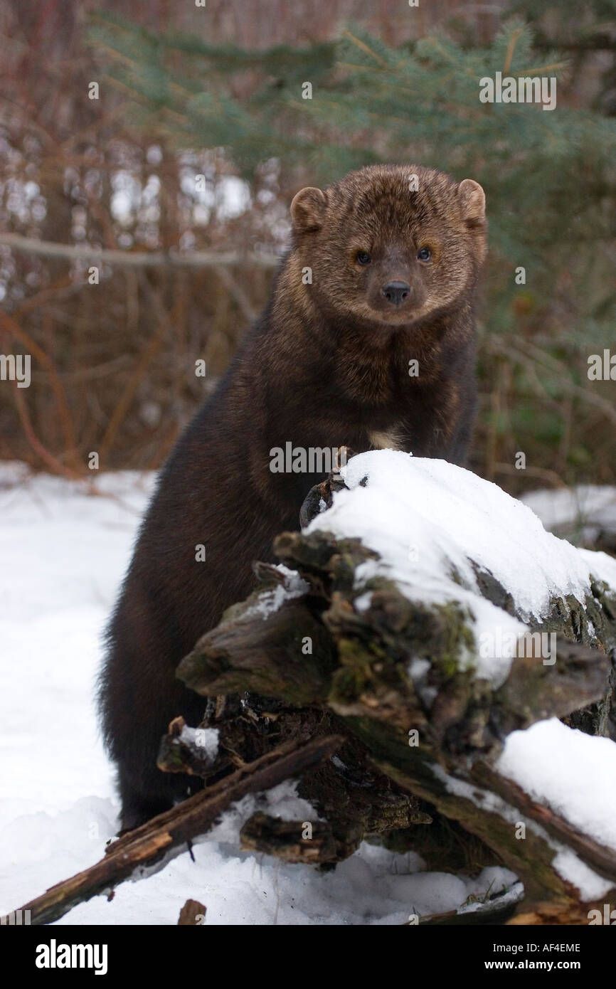 Fisher marten standing on a radix Stock Photo - Alamy