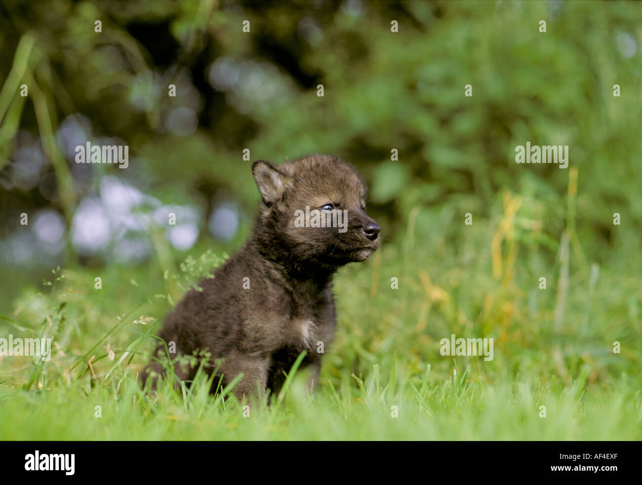 Four week old wolf puppy whelp (Canis lupus) Stock Photo