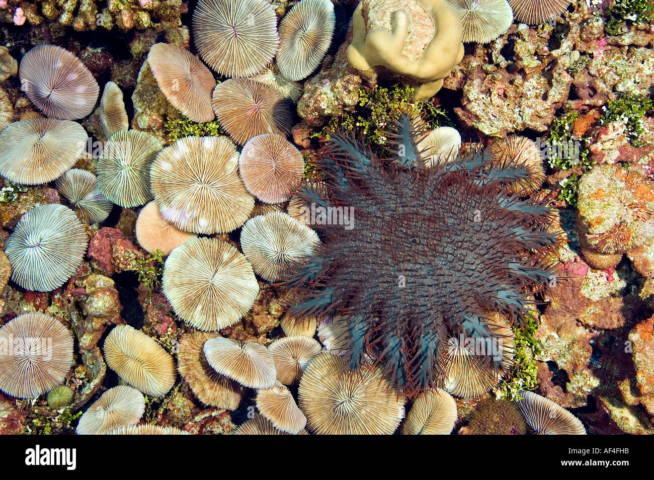 Crown of Thorns starfish eating mushroom corals Kingman Reef Stock Photo