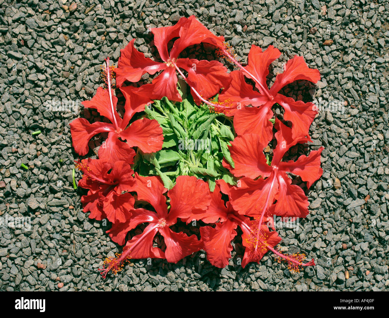 Flower carpets popularly known as Pookalam marks the onset of Onam Onam