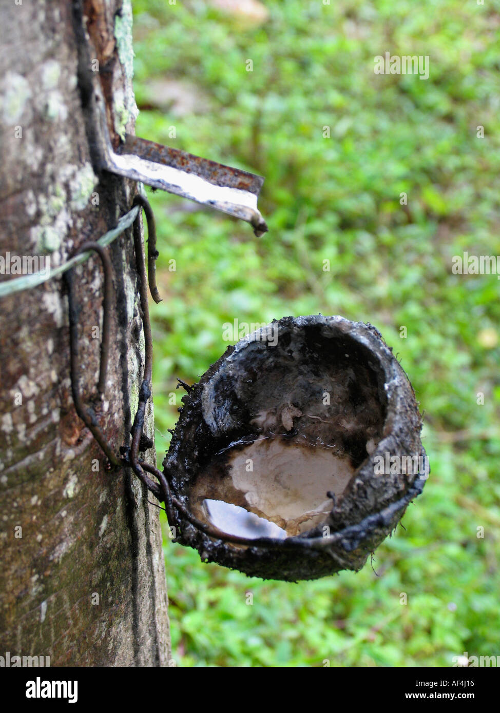 Kerala rubber trees hires stock photography and images Alamy