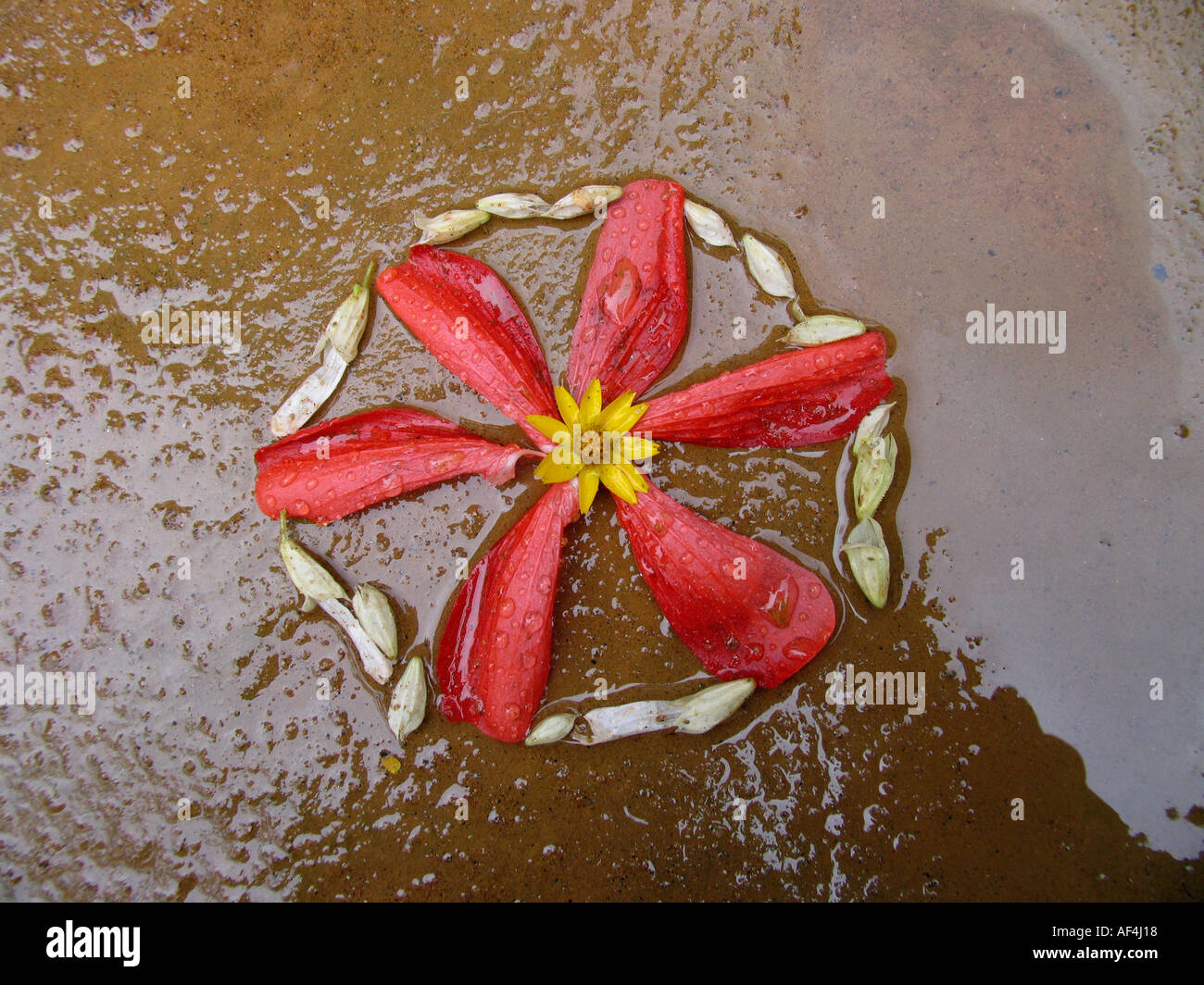 Flower carpets popularly known as Pookalam marks the onset of Onam Onam