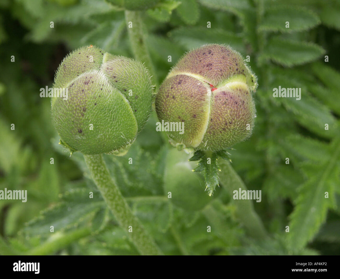 Poppy seed flowers Stock Photo Alamy