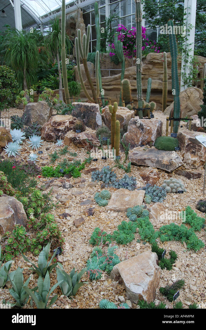 Cactus plant, The Glasshouse, RHS Wisley Gardens, Woking, Surrey, England, United Kingdom Stock Photo