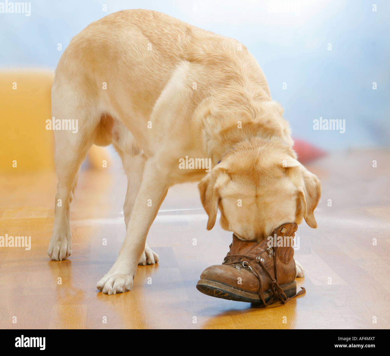 Labrador Retriever with shoe Stock Photo Alamy