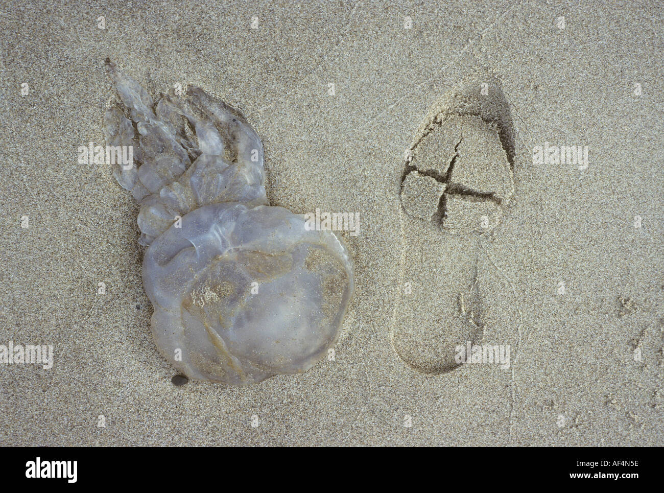 Dead jellyfish on beach with footprint in Donegal, Ireland Stock Photo
