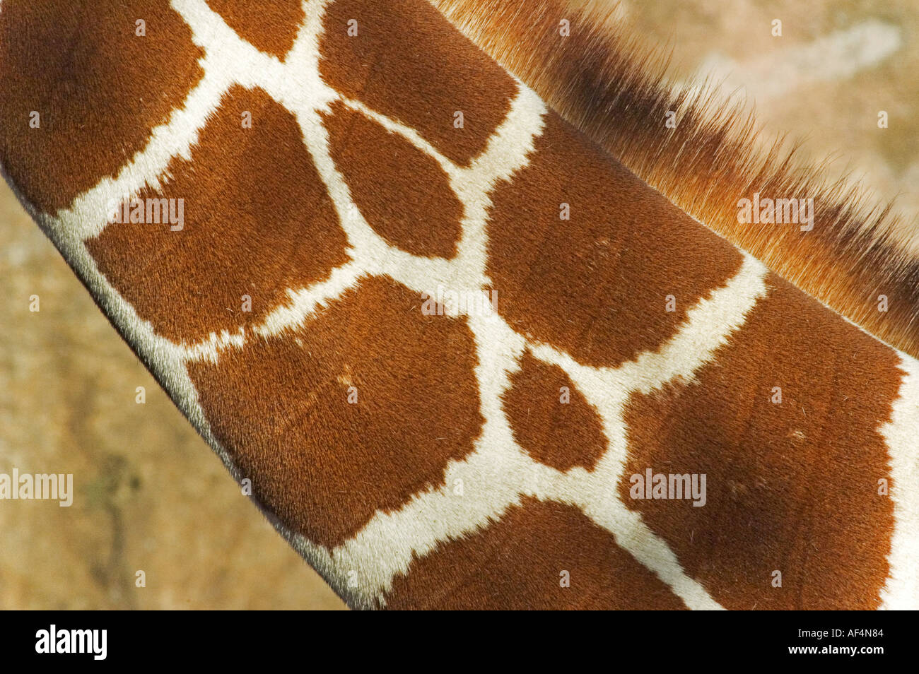 A close up of the long neck of a giraffe Two interesting ovals highlight the brown and white pattern Stock Photo