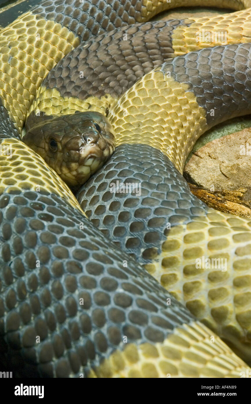 snake serpent scaly skin yellow black Stock Photo