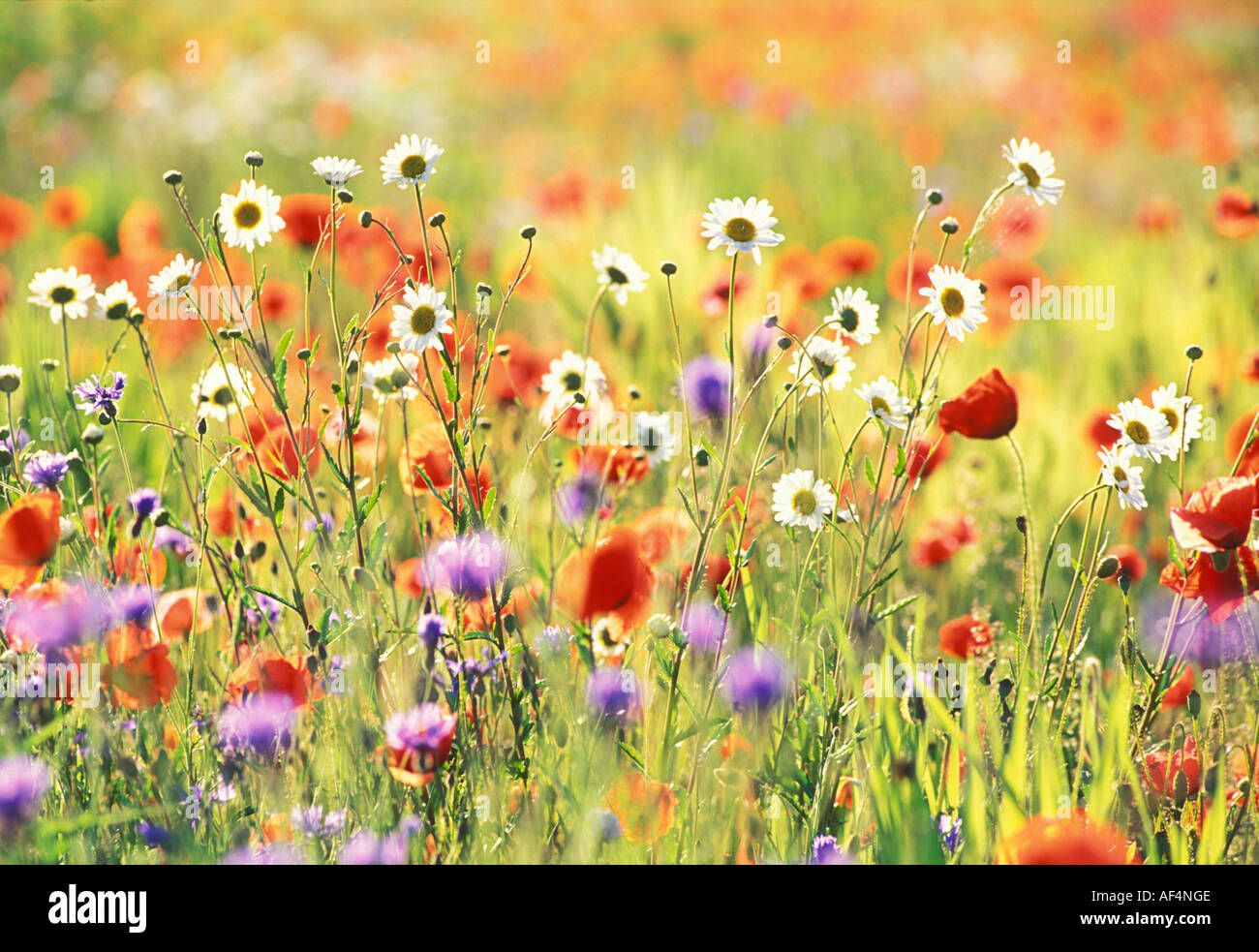 Field of poppies oxeye daisys and blue cornflowers Stock Photo