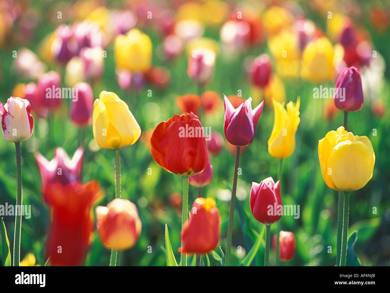 Field of tulips Stock Photo - Alamy