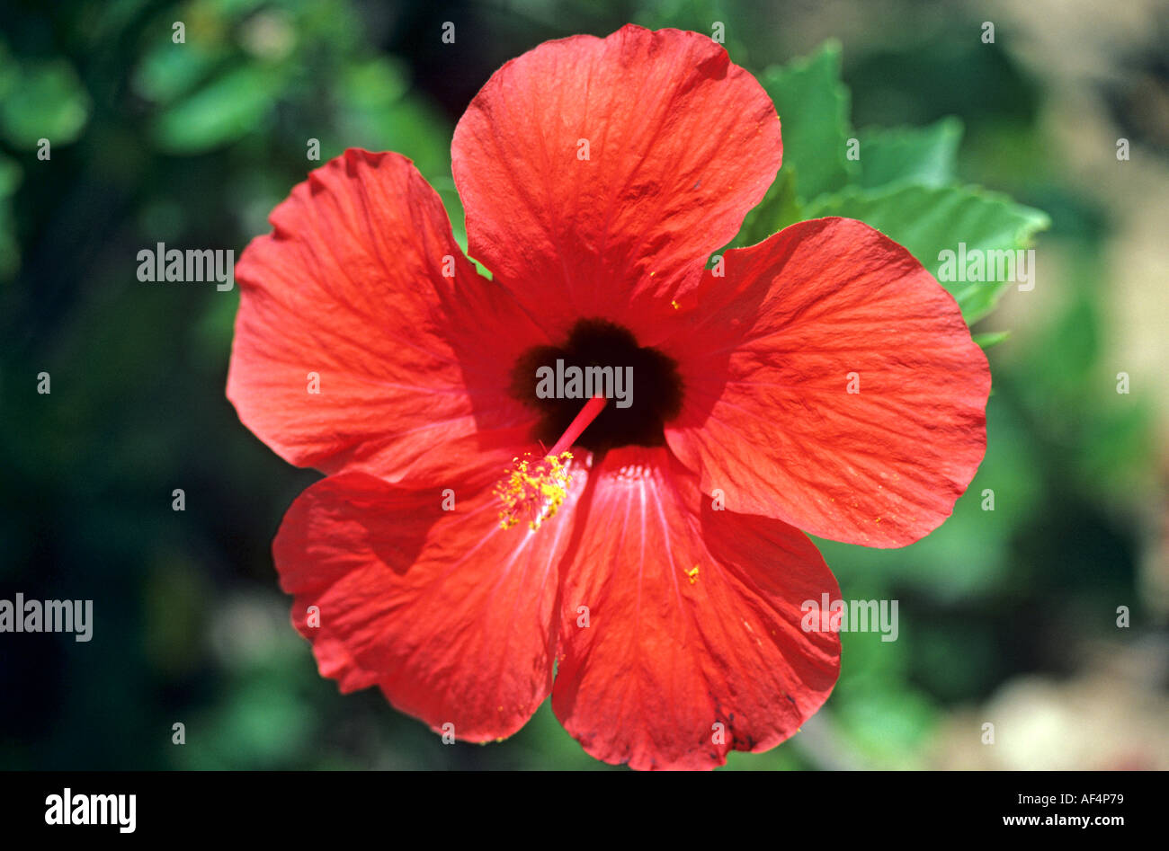 Typical big local red hibiscus with yellow stamen close up The Caribbean Stock Photo