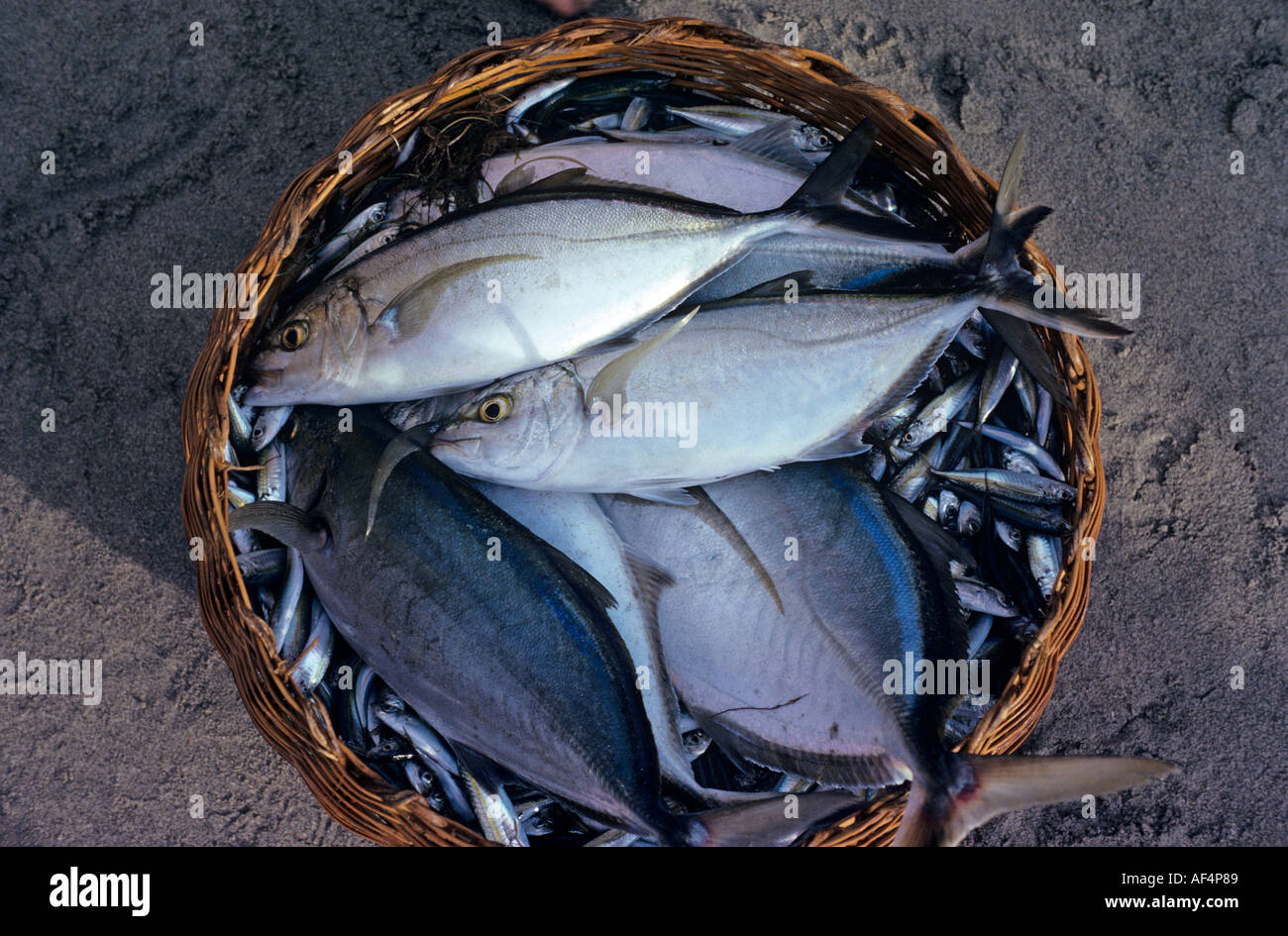 Basket fish hi-res stock photography and images - Alamy
