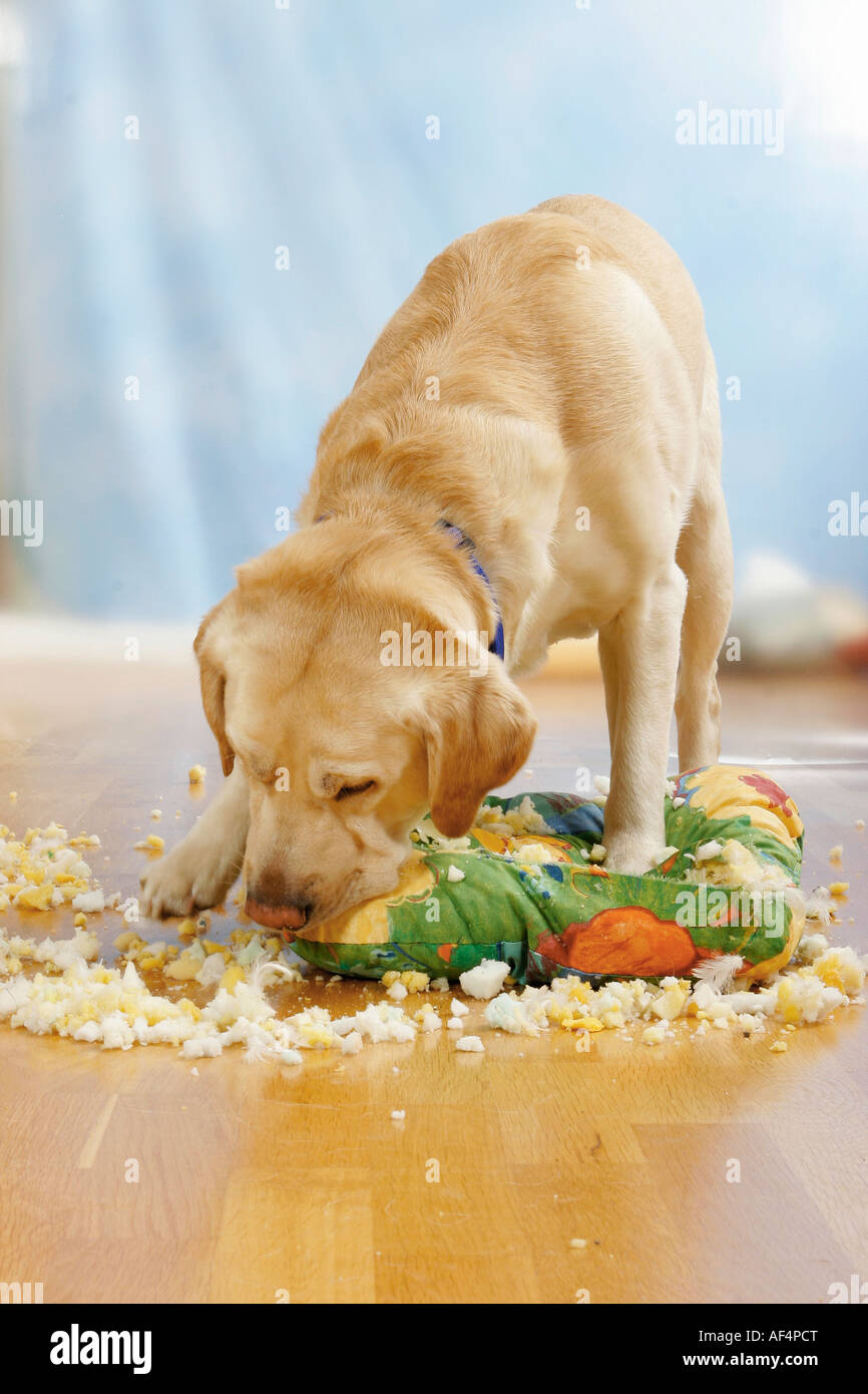 bad habit Labrador Retriever puppy tearing up a pillow Stock Photo