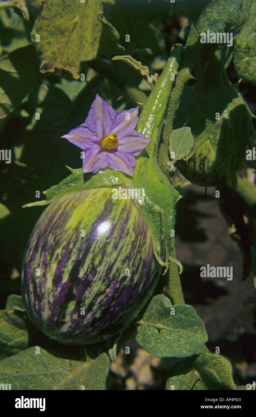 Vegetable Brinjal Hanging From Tree With Purple Flower Growing In The Fields Stock Photo Alamy